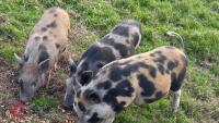 3 X 4MO JULIANA X MINI KUNEKUNE PIGLETS - 2