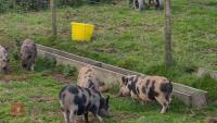 3 X 4MO JULIANA X MINI KUNEKUNE PIGLETS - 3