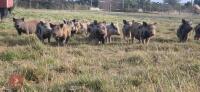 3 X 4MO JULIANA X MINI KUNEKUNE PIGLETS - 4