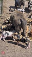 2 X 3MO JULIANA X MINI KUNE KUNE GILTS - 4