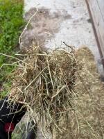 100 CONVENTIONAL BALES OF 2026 HAY - 3