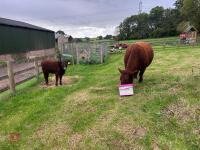 5YO PEDIGREE DEVON COW & CALF AT FOOT - 2