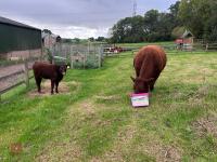 5YO PEDIGREE DEVON COW & CALF AT FOOT - 3