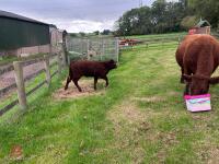 5YO PEDIGREE DEVON COW & CALF AT FOOT - 4