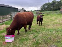 5YO PEDIGREE DEVON COW & CALF AT FOOT - 5