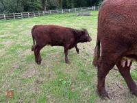 5YO PEDIGREE DEVON COW & CALF AT FOOT - 6