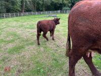 5YO PEDIGREE DEVON COW & CALF AT FOOT - 7