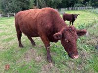 5YO PEDIGREE DEVON COW & CALF AT FOOT - 8