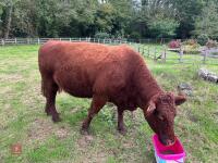 5YO PEDIGREE DEVON COW & CALF AT FOOT - 9