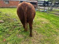 5YO PEDIGREE DEVON COW & CALF AT FOOT - 10