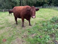 5YO PEDIGREE DEVON COW & CALF AT FOOT - 11