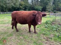 5YO PEDIGREE DEVON COW & CALF AT FOOT - 12
