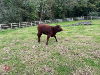 5YO PEDIGREE DEVON COW & CALF AT FOOT - 13