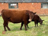 5YO PEDIGREE DEVON COW & CALF AT FOOT - 14