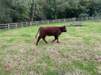 5YO PEDIGREE DEVON COW & CALF AT FOOT - 15