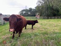 5YO PEDIGREE DEVON COW & CALF AT FOOT - 16