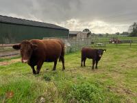 5YO PEDIGREE DEVON COW & CALF AT FOOT - 17