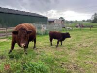 5YO PEDIGREE DEVON COW & CALF AT FOOT - 18