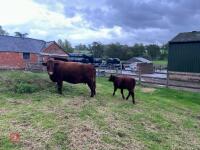 5YO PEDIGREE DEVON COW & CALF AT FOOT - 19