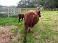 5YO PEDIGREE DEVON COW & CALF AT FOOT - 20