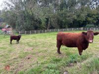 5YO PEDIGREE DEVON COW & CALF AT FOOT - 21