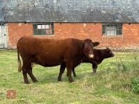 5YO PEDIGREE DEVON COW & CALF AT FOOT - 22
