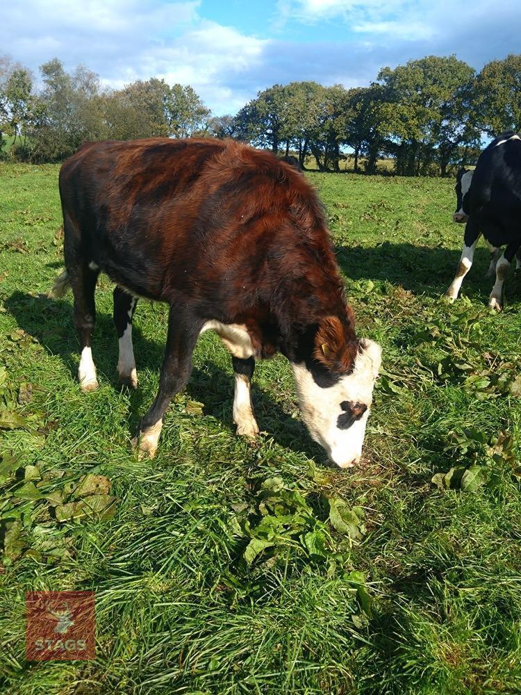 15MO HEREFORD X STEER