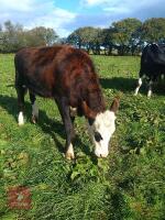 15MO HEREFORD X STEER - 2