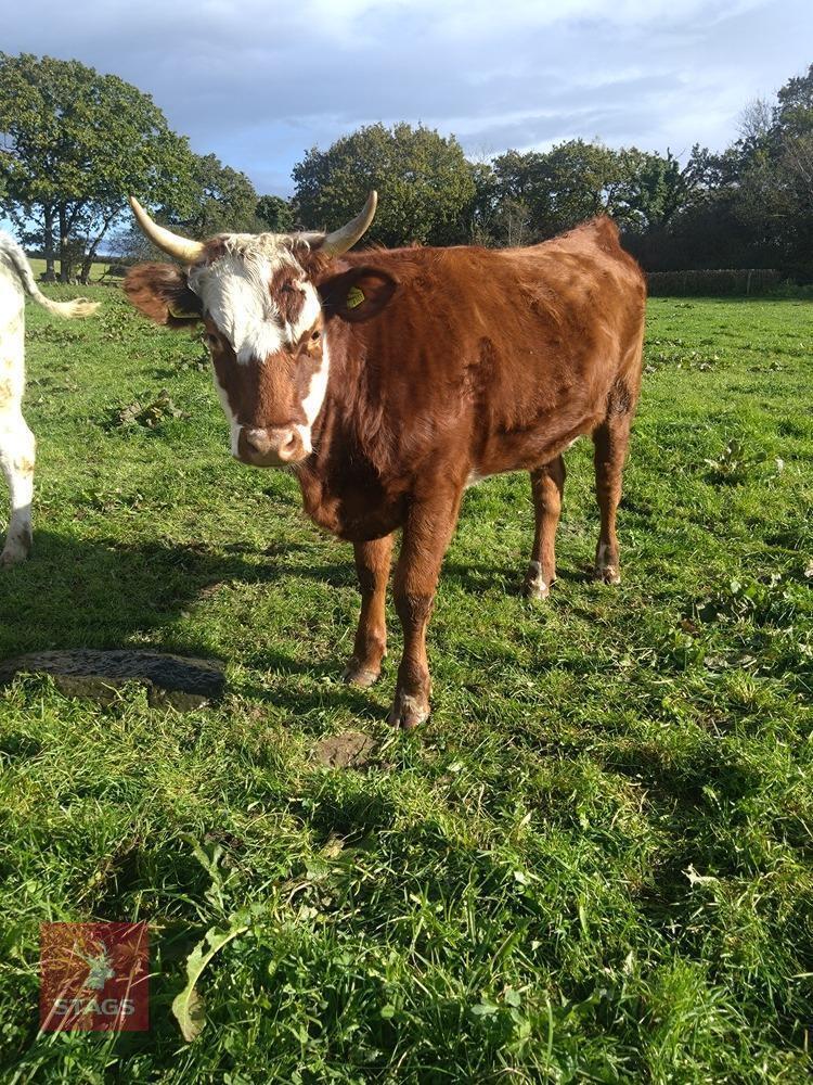 17MO HEREFORD HEIFER