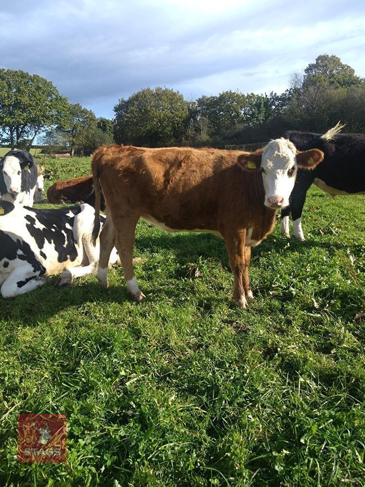 2 X 14MO HEREFORD X HEIFERS - BIDS PER LIFE