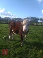 2 X 14MO HEREFORD X HEIFERS - BIDS PER LIFE - 2