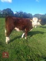 2 X 14MO HEREFORD X HEIFERS - BIDS PER LIFE - 3