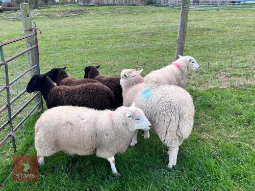 6 EASYCARE X WETHER LAMBS