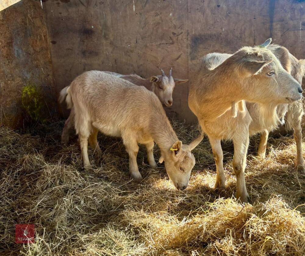 GOLDEN GUERNSEY NANNY & 2 NANNY KIDS - BIDS PER LIFE