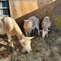 GOLDEN GUERNSEY NANNY & 2 NANNY KIDS - BIDS PER LIFE - 2