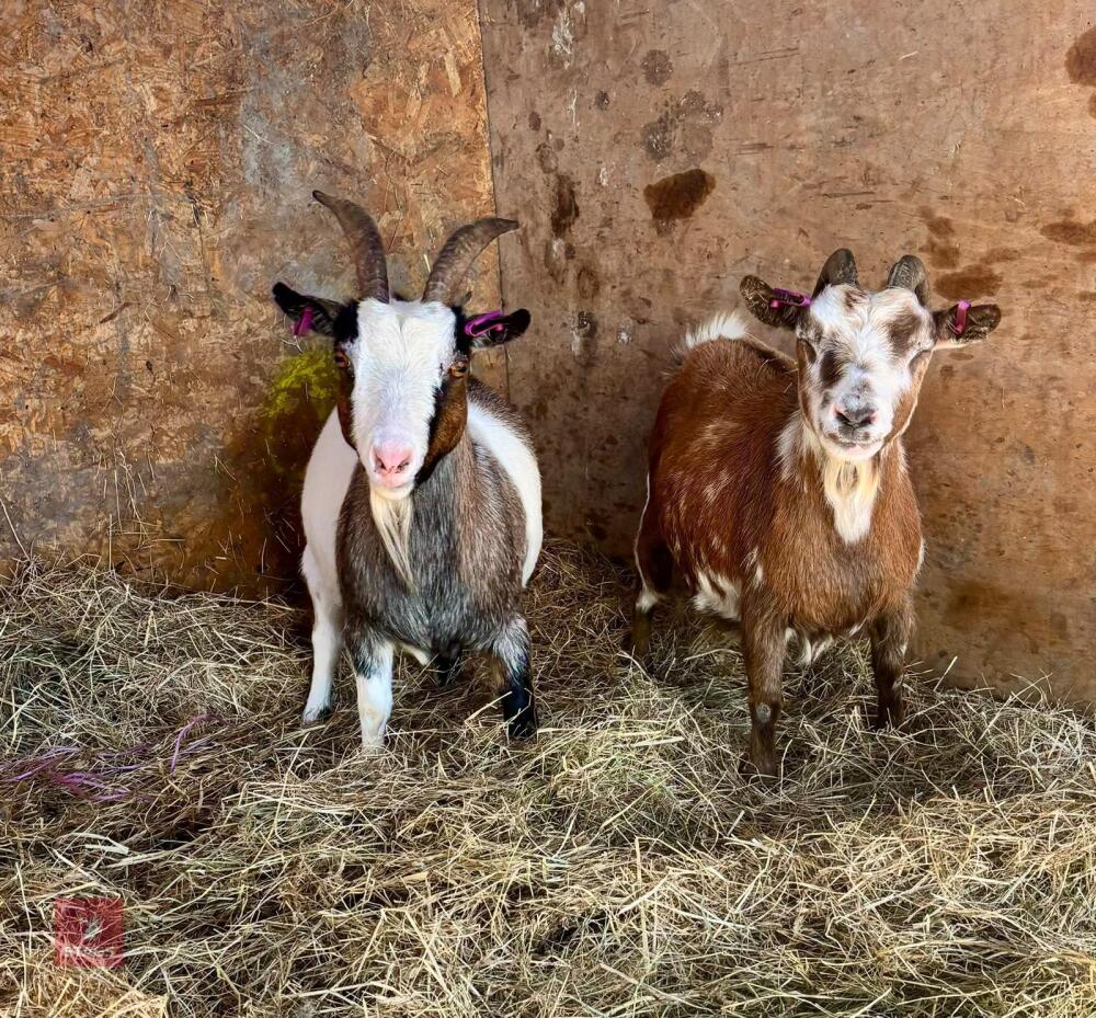 2 PYGMY FEMALE GOATS - BIDS PER LIFE