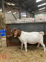 6MO PEDIGREE BOER BUCK KID - 3