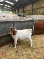 6MO PEDIGREE BOER BUCK KID - 4