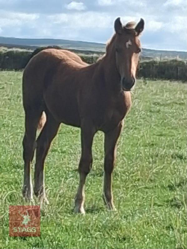 5MO CHESTNUT X APPALOOSA COLT