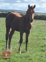 5MO CHESTNUT X APPALOOSA COLT