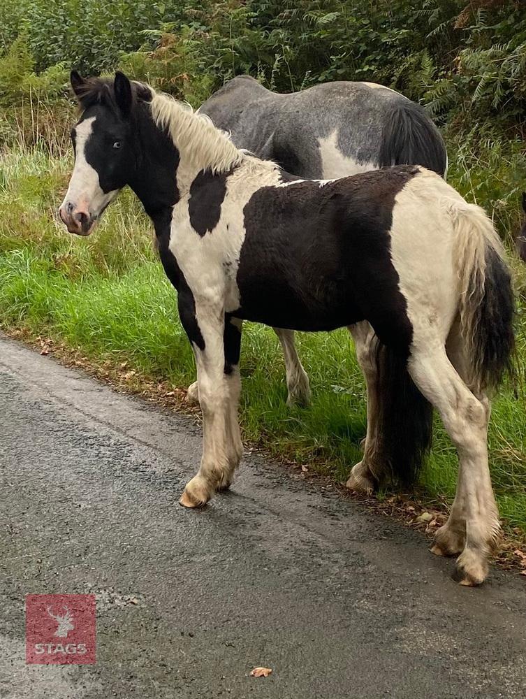 5MO COB X COLT