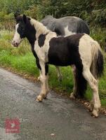 5MO COB X COLT