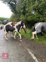 5MO COB X COLT - 2