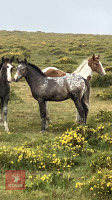 6 MO APPALOOSA CROSS COLT