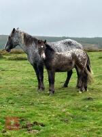 6 MO APPALOOSA CROSS COLT - 2