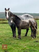6 MO APPALOOSA CROSS COLT - 3