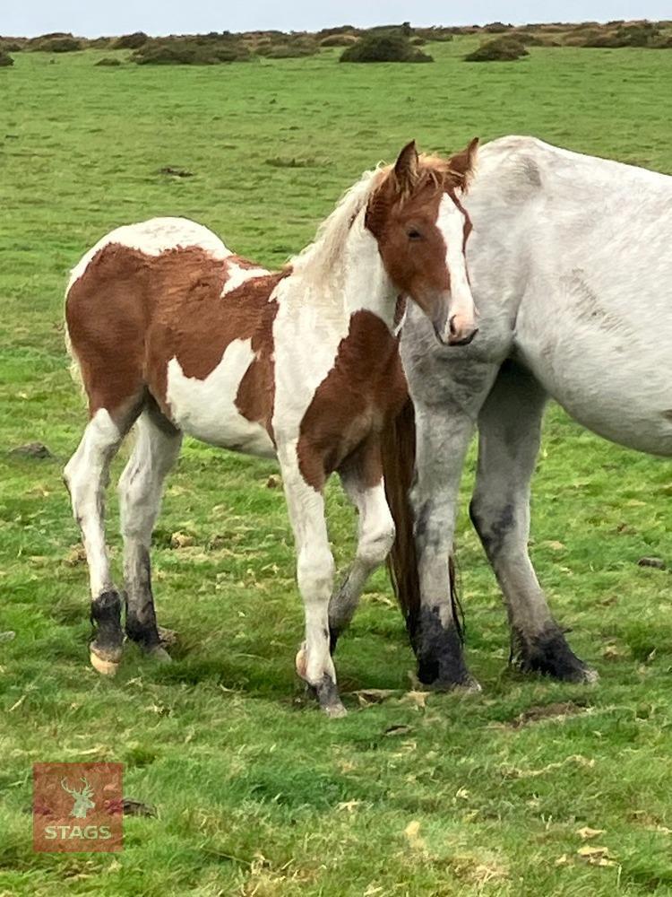 6 MO APPALOOSA CROSS COLT