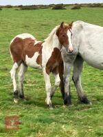 6 MO APPALOOSA CROSS COLT