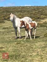6 MO APPALOOSA CROSS COLT - 2
