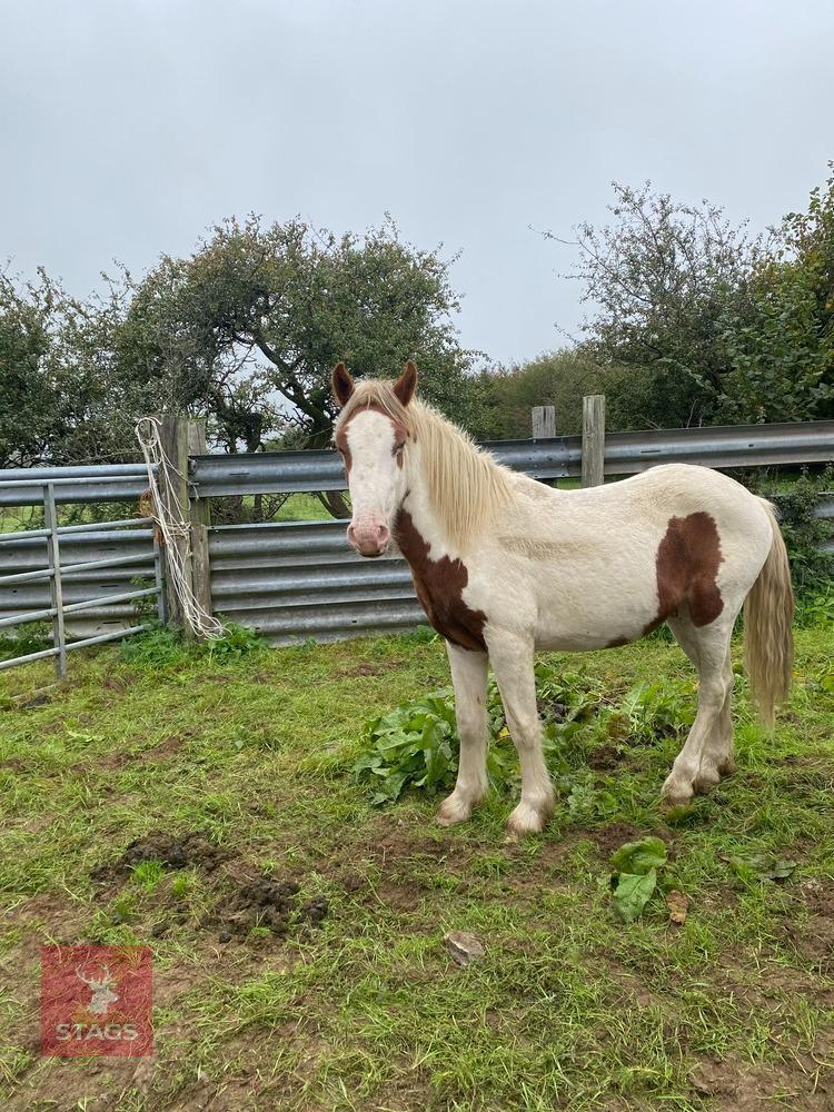 2 Y0 COB CROSS GELDING